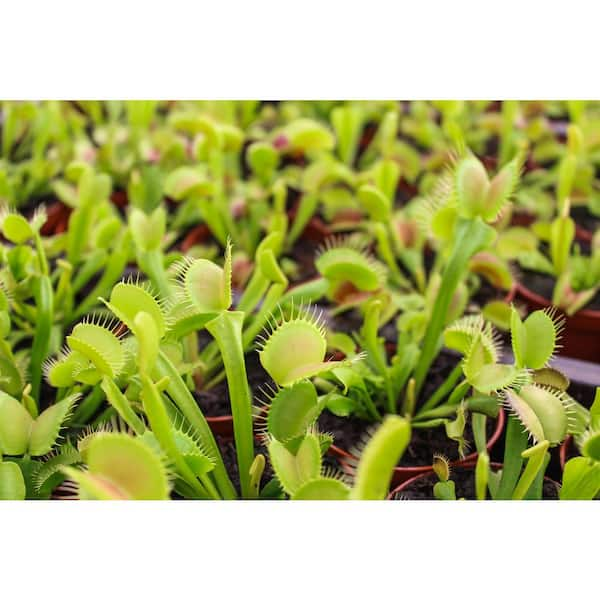 3 in. Venus Fly Trap