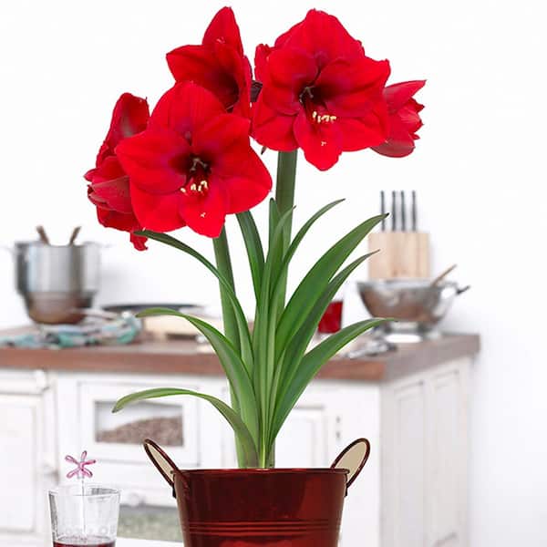 58 Simple Amaryllis red lion indoor growing kit home depot Trend in 2022