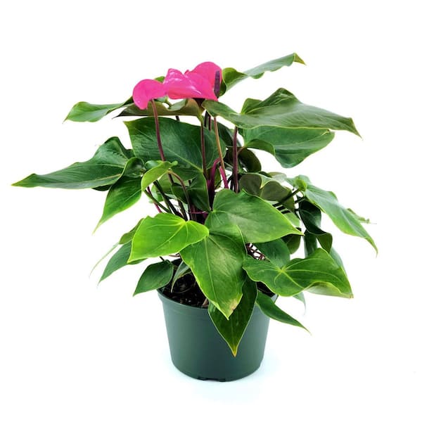 6 in. Anthurium Baby Purple Plant in Grower Container