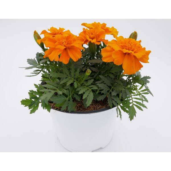 X3 Marigold Seedlings Live Plants Orange and Red Mix 