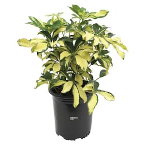 Arboricola Trinette Live Outdoor Plant in Growers Pot Average Shipping Height 1-2 Ft.. Tall