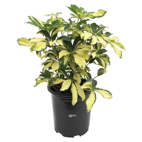 NATURE'S WAY FARMS Arboricola Trinette Live Outdoor Plant in Growers Pot Average Shipping Height 1-2 Ft.. Tall