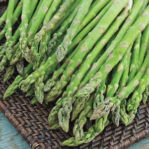 Asparabest Asparagus, Live Bareroot Vegetable Plants (10-Pack)