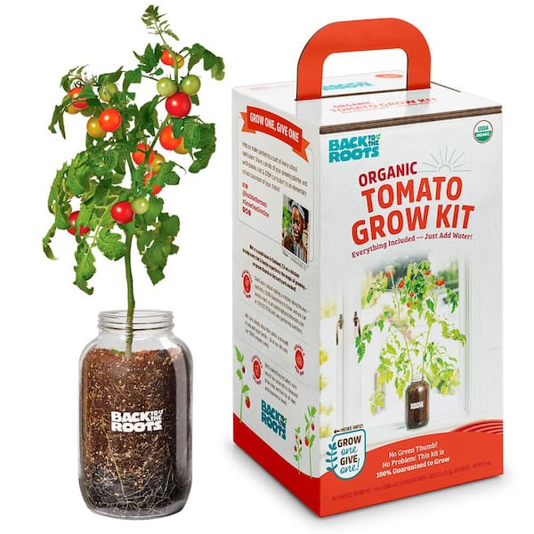 Back to the Roots Windowsill Organic Cherry Tomato Grow Kit 25100 The Home Depot