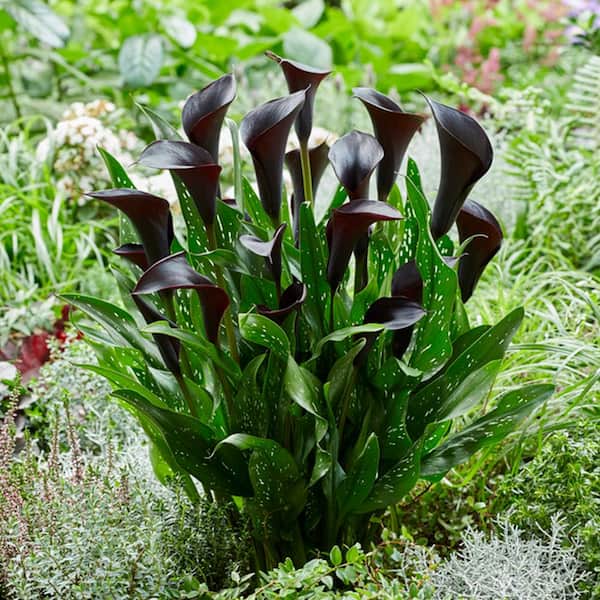 Garden State Bulb 14/16 cm, Black Escape Calla Lily Flower