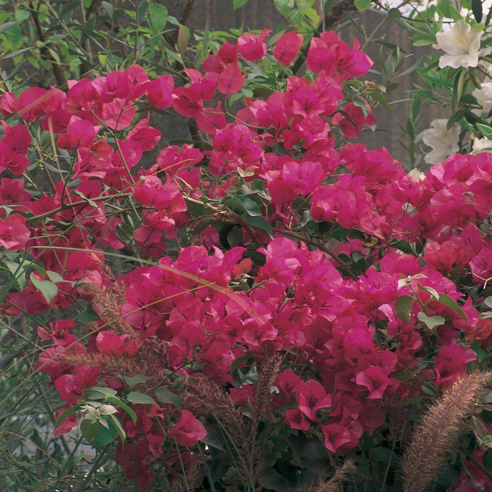 5 Gal. Red Bougainvillea Live Shrub Plant 1006001679 - The Home Depot