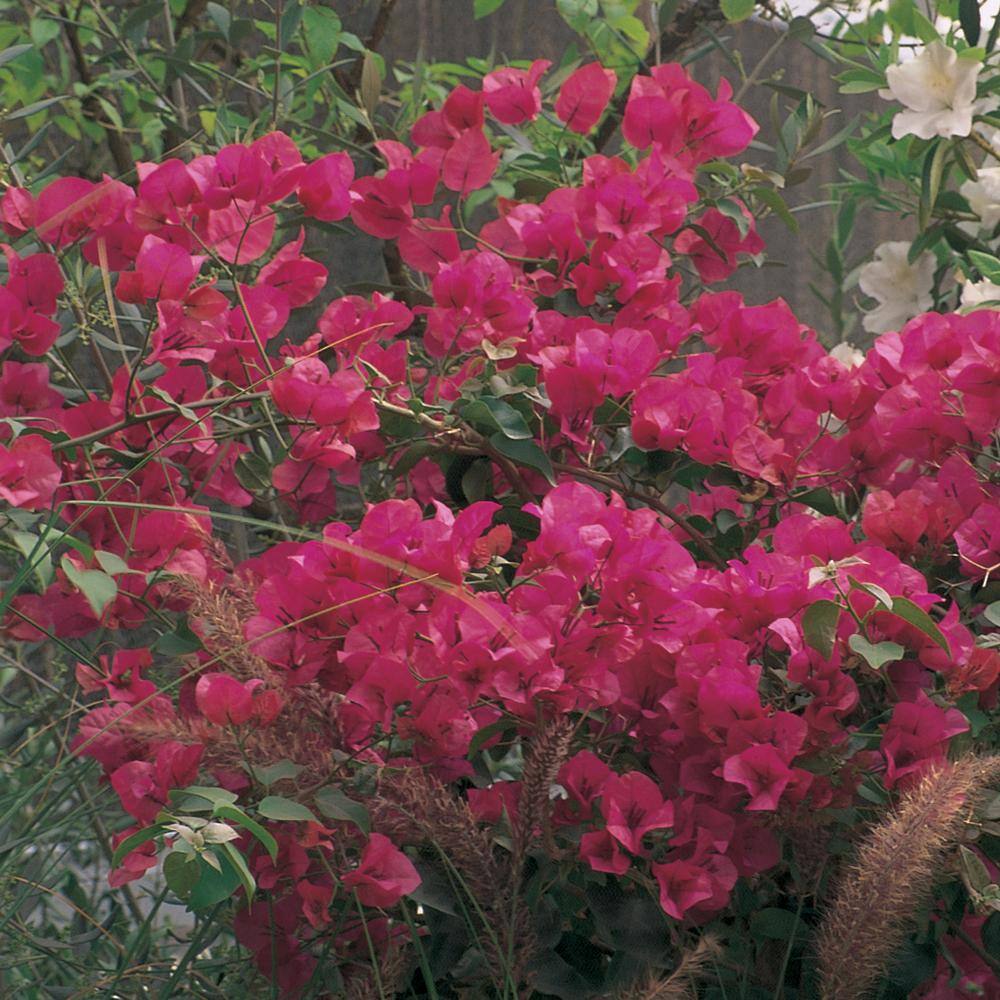 1 Gal. Red Bougainvillea Live Shrub Plant with Stake 1006001694