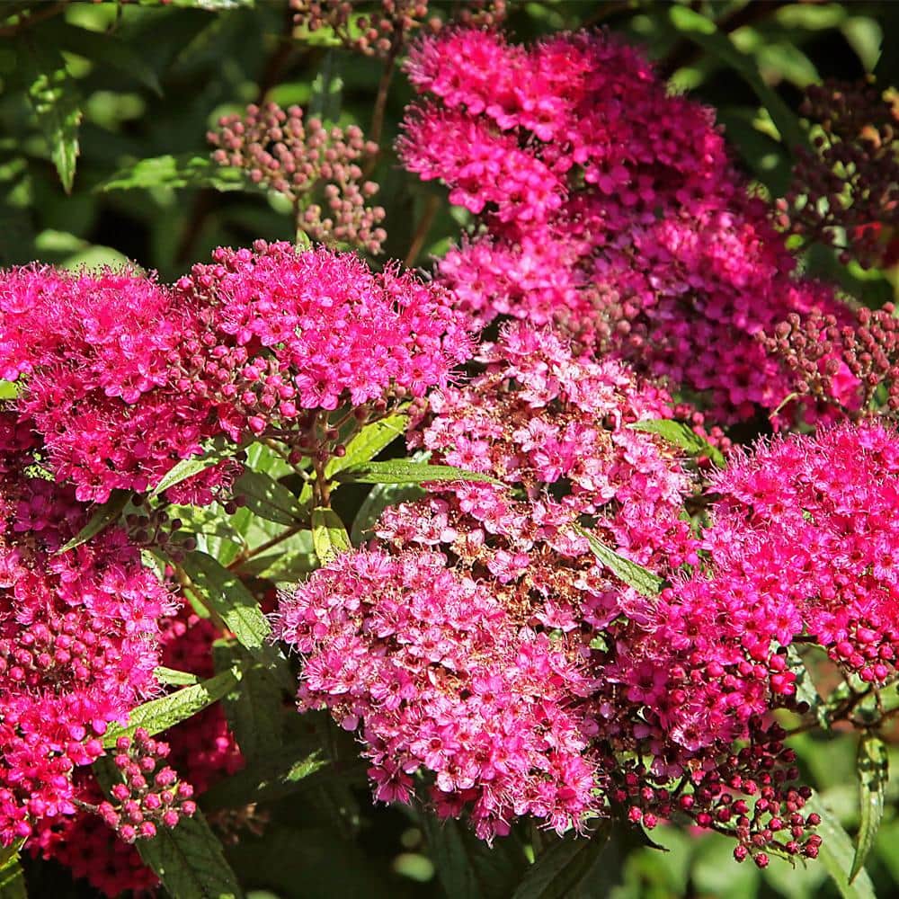 #3 pot Anthony Waterer Spirea with Pink Blossoms