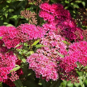 #3 pot Anthony Waterer Spirea with Pink Blossoms