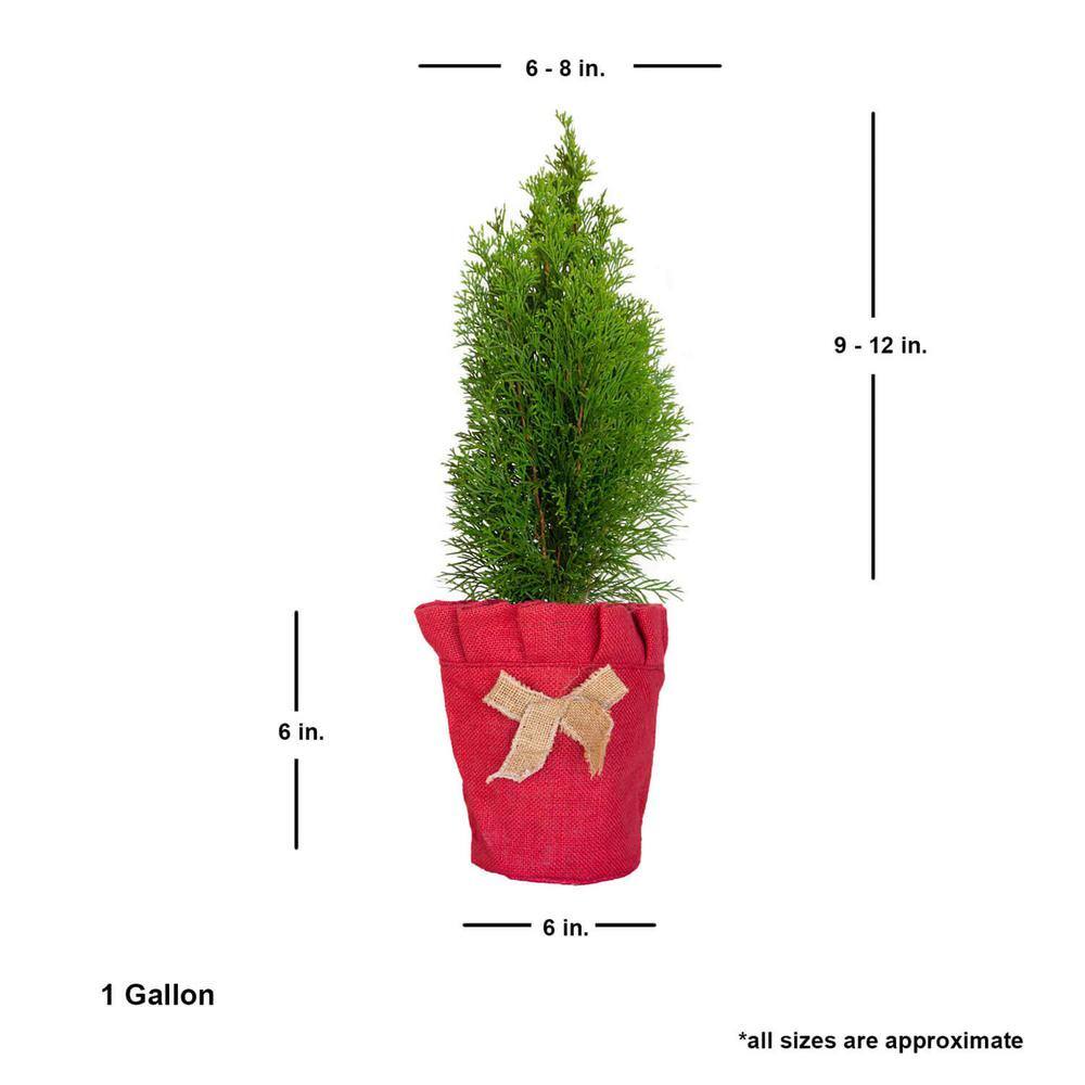 Emerald Green Arborvitae Living Christmas Tree with Red Burlap Wrap