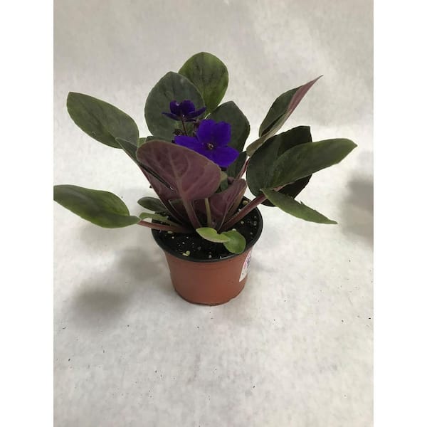 BELL NURSERY 1 Pt. African Violet Plant