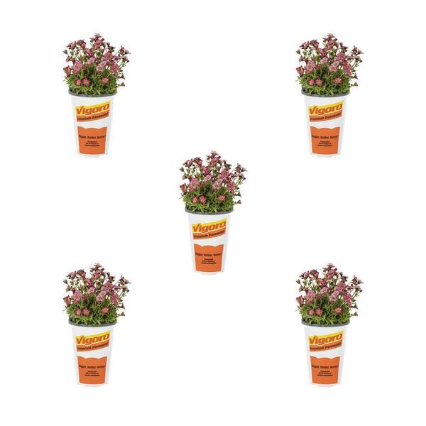 Vigoro 1.5 Pint. Saxifraga Rockfoil Marto Rose Pink Perennial Plant (5-Pack)