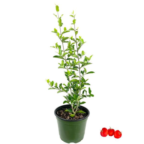 Wekiva Foliage Barbados Cherry Tree Live Plant in a 6 in. Grower's