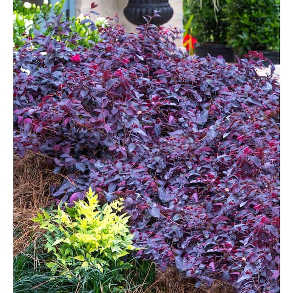SOUTHERN LIVING 2 Gal. Red Diamond Midsize Loropetalum, Evergreen