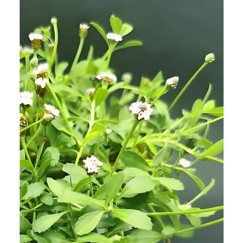 Phyla Nodiflora Pink Blossom Color, Succulent Plant Suitable for Spring Sum