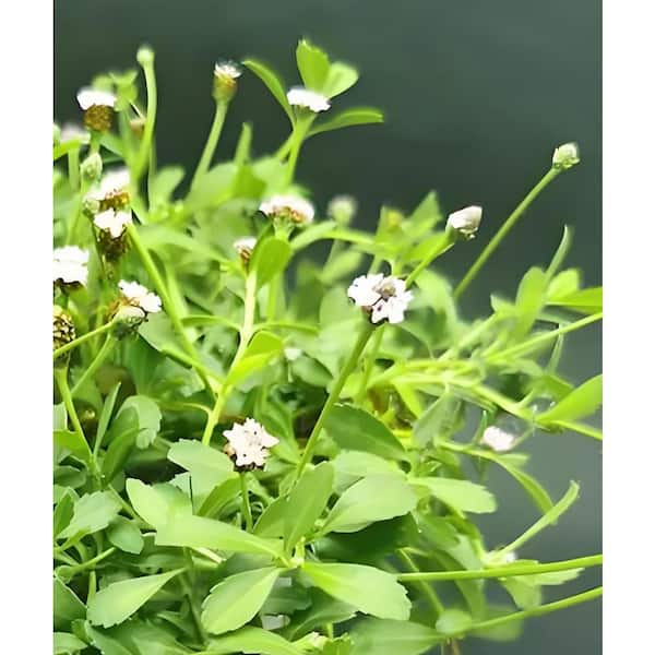 Unbranded Phyla Nodiflora Pink Blossom Color, Succulent Plant Suitable for Spring Summer Fall