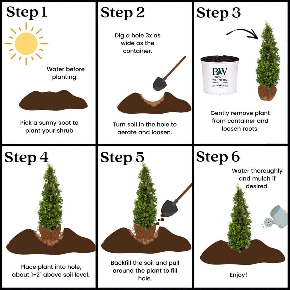 2-Gallon Dark Green Arborvitae Evergreen Shrub