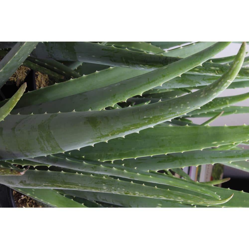 Aloe Vera Green Indoor/Outdoor Succulent Variety Pack