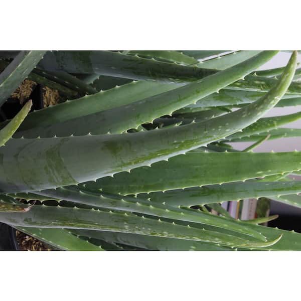 SMART PLANET Live Aloe Vera Succulent Plants (3-Pack), 3.5in. Grower Pots,  Easy Live Houseplants, Approx 10in. Tall,Indoor Succulents 0881031 - The  Home Depot