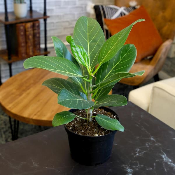 dracaena plants TORNADO' DRACAENA – Wild Thing Botanicals