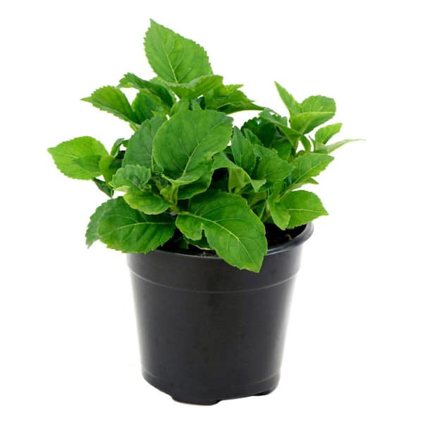 2 Gal. Hydrangea Nikko Blue Shrub with Blue Flowers