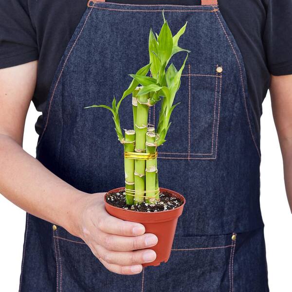 PPC INTERNATIONAL LLC Lucky Bamboo Dracaena Plant in 4 in. Grower Pot  4_DRACAENA_LUCKY.BAMBOO - The Home Depot