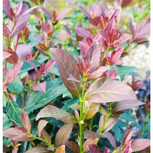 2 Gal. Coppertop Sweet Viburnum Shrub with Olive Green to Dark Red Evergreen Leaves