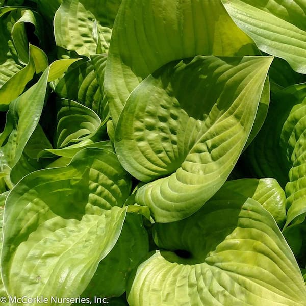 1 Gal. Guacamole Perennial Hosta, Avocado Green Leaves with Fragrant Blooms