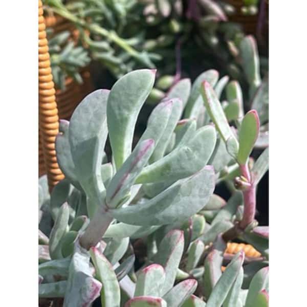 Zeus & Ruta Oscularia Pedunculata Mauve Blossom Color, Succulent