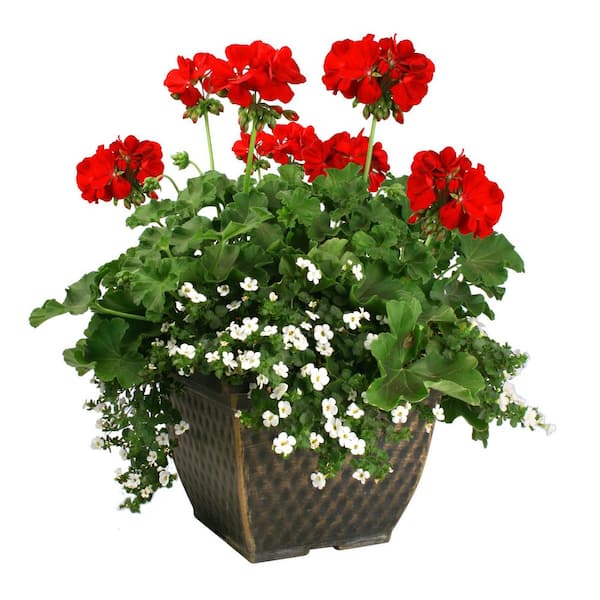 7 inch plant pot Bio-Fiber Earth Planter 7"  Chicago Plants
