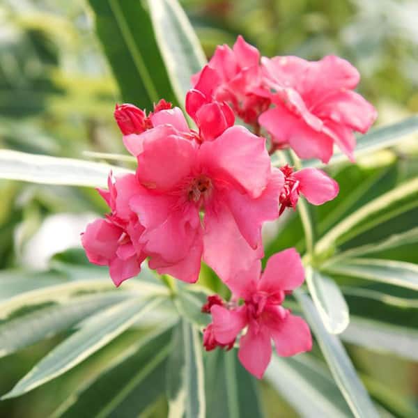 2 Gal. Twist of Pink Oleander, Evergreen Shrub, Green and White Variegated Foliage, Pink Blooms