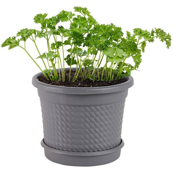 0.5 Gal. Curled Parsley Plant