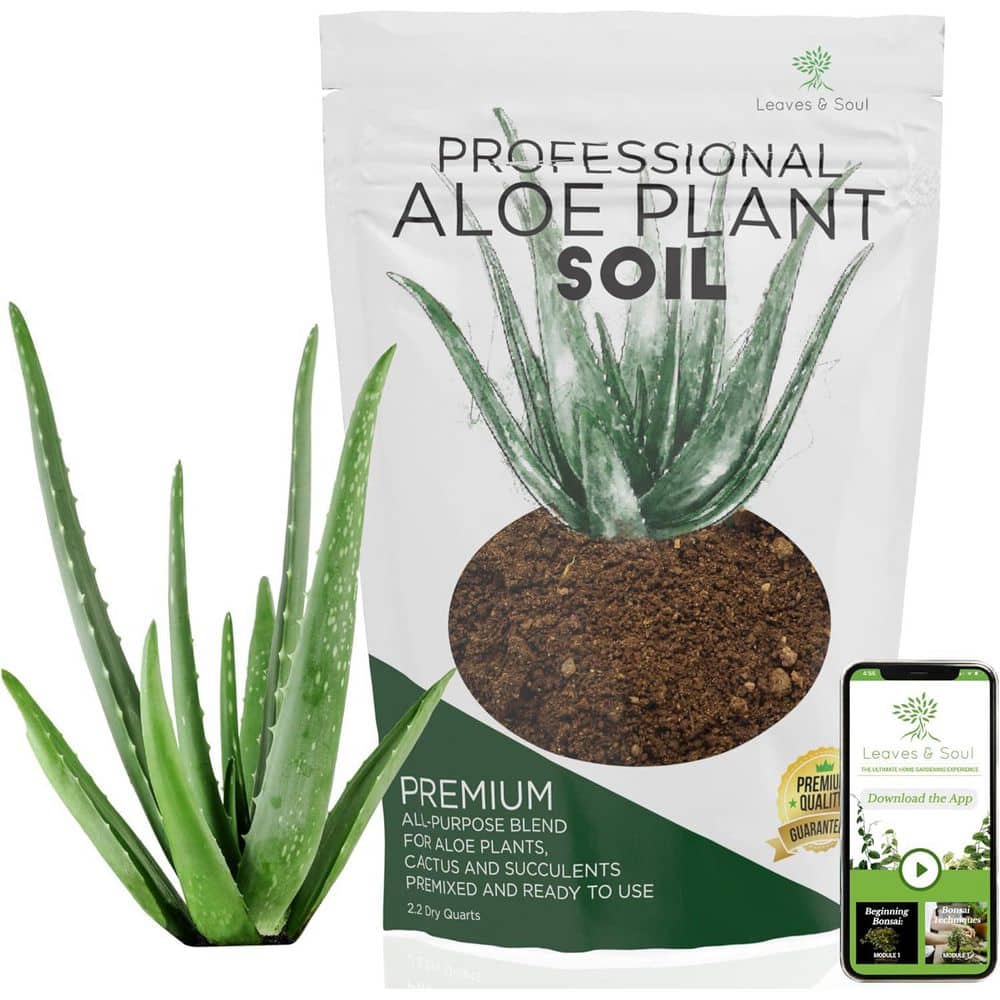 where to buy aloe plant 4