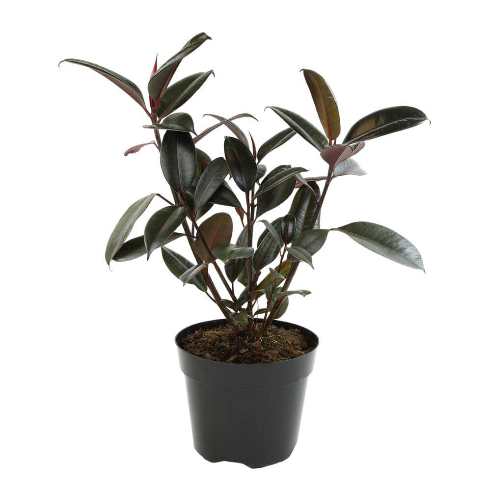 Burgundy Ficus Rubber Tree in Black Plastic Planter
