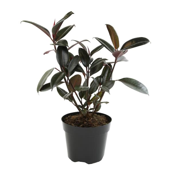 ALTMAN PLANTS Ficus Burgundy Rubber Tree Indoor Houseplant in 8 in. Grower Pot