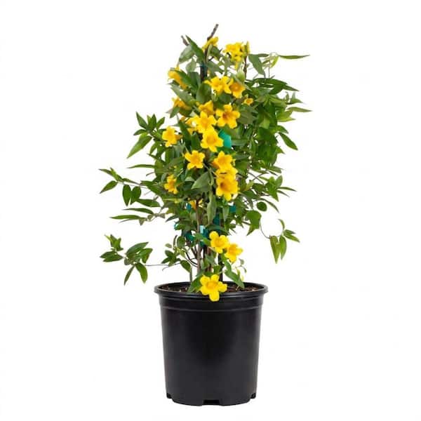 FLOWERWOOD 2.5 qt. Carolina Jessamine (Gelsemium Sempervirens