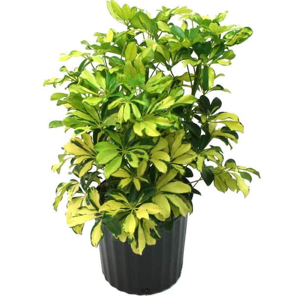 Delray Plants Schefflera Trinette in 8-3/4 in. Pot