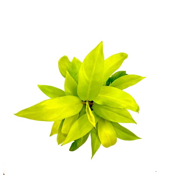 HAMPSHIRE FARMS 6 in. Philodendron Ceylon Beauty Plant In Grower Pot