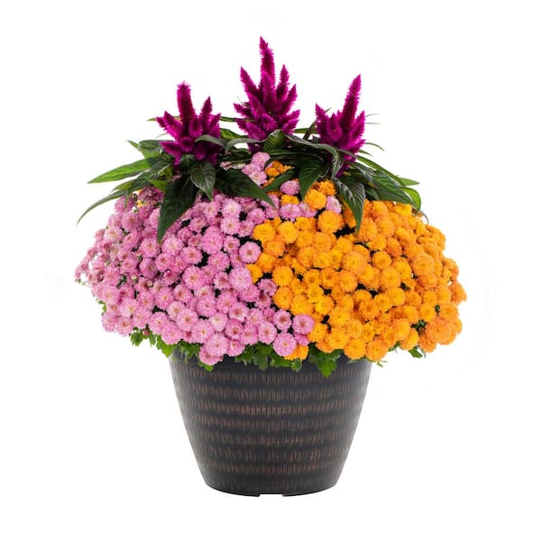 Vigoro 2 Gal. Select Planter Mum Chrysanthemum & Celosia Annual Plant (1-Pack)