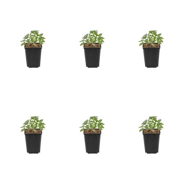 METROLINA GREENHOUSES 1 Pt. Tomato Husky Cherry Green Edible Plant (6-Pack)