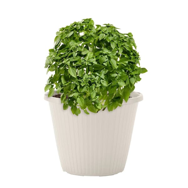Bonnie Plants .94 Gal. Pot, Bonsai Basil, Live Plant 208671