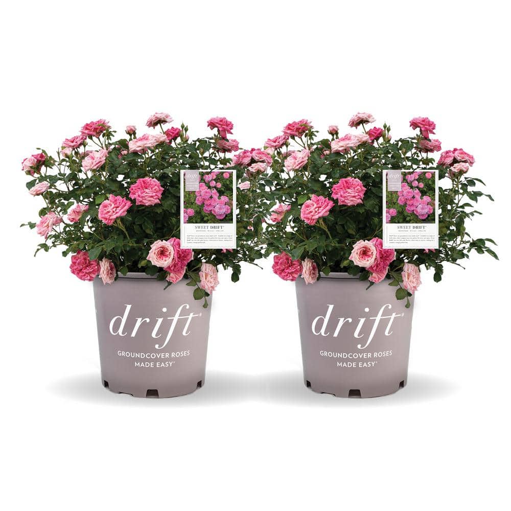 1 Gal. Sweet  Rose Bush with Pink Flowers (2-Pack) price history on PriceWatchPro