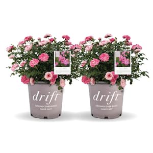 1 Gal. Sweet Drift Rose Bush with Pink Flowers (2-Pack)