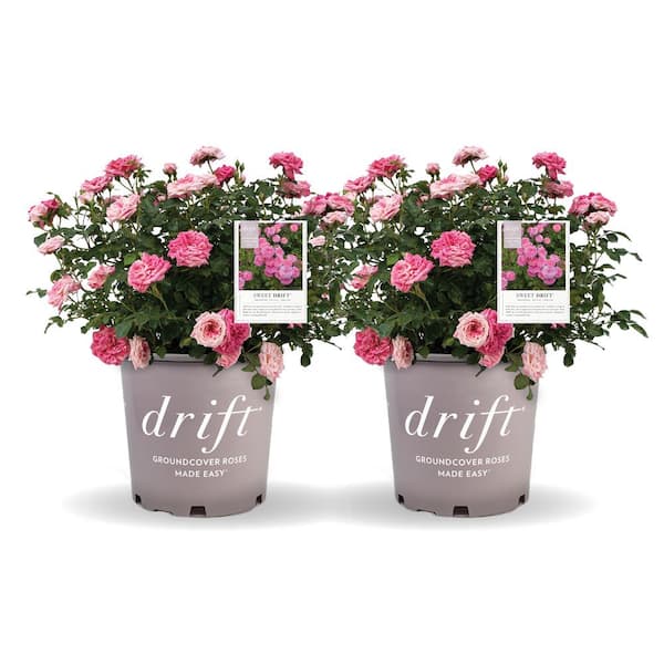 Drift 1 Gal. Sweet Drift Rose Bush with Pink Flowers (2-Pack)