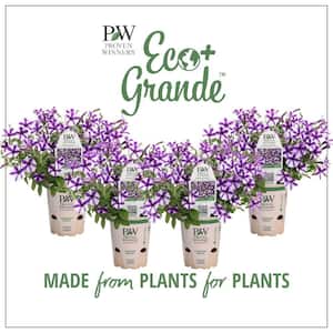 4.25 in. Eco+Grande Supertunia Mini Vista Violet Star (Petunia) Live Plant, Purple and White Striped Flowers (4-Pack)