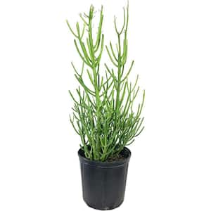 Pencil Cactus-Live Plant in a 10 Inch Pot-Euphorbia Tirucalli-Beautiful Indoor Outdoor Succulent Houseplant