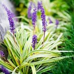 2.5 Qt. Variegated Liriope Plant with Purple Blooms