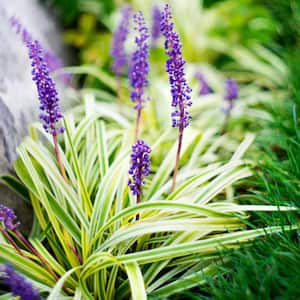 2.5 Qt. Variegated Liriope Plant with Purple Blooms