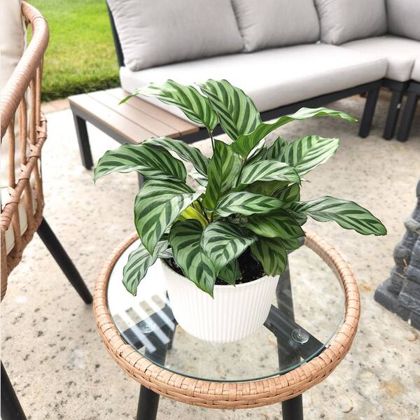 birds nest snake plant Bird's Nest Sansevieria Phoenix, AZ | Dracaena Hahnii