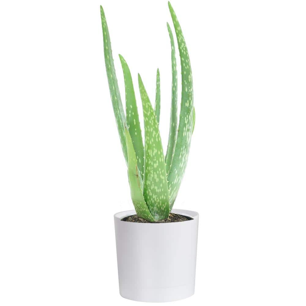 Costa Farms Aloe Vera Indoor Plant in 4 in. Décor Planter, Avg. Shipping  Height 7 in. Tall CO.AV04.3.BAM - The Home Depot